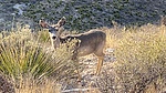 photo thumbnail #1