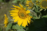 photo thumbnail #5