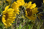 photo thumbnail #6