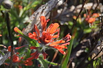 photo thumbnail #8