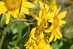 photo thumbnail #6