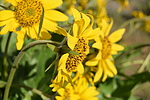 photo thumbnail #7