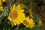 photo thumbnail #12