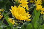 photo thumbnail #11