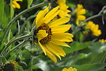photo thumbnail #12
