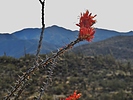 photo thumbnail #10