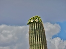 photo thumbnail #1