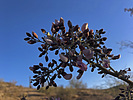 2021-04-24 :1: San Gabriel Ridge :: johnlp