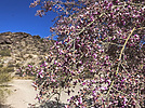 2021-04-24 :1: San Gabriel Ridge :: johnlp