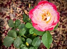 photo thumbnail #14