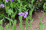photo thumbnail #9