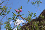 photo thumbnail #6