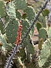 photo thumbnail #8