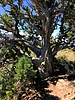 2021-05-01 :2: Wilson Mountain Trail #10 :: ScottHika