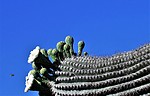 photo thumbnail #1