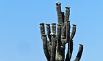 photo thumbnail #15