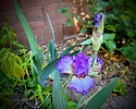 photo thumbnail #14