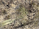 photo thumbnail #5