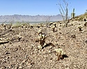 photo thumbnail #11
