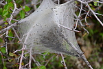 photo thumbnail #15