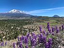 2021-05-04 :3: Pine Benchmark (Siskiyou County) :: mdfabbrini