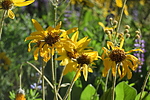 photo thumbnail #7