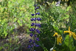 photo thumbnail #10