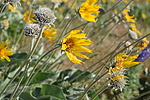 photo thumbnail #11