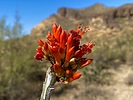 photo thumbnail #8
