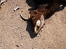 photo thumbnail #8