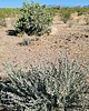 2021-05-16 :1: Apache Vista Double and Apache Wash Loop :: tibber