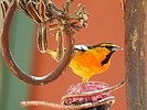photo thumbnail #8