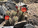 photo thumbnail #5