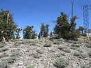 2021-05-14 :2: Hayford Peak - Sheep Mountains :: DixieFlyer