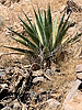 2021-05-15 :1: Music Mountain from Tortilla TH :: ScottHika