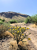 2021-05-15 :1: Music Mountain from Tortilla TH :: ScottHika