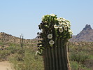 photo thumbnail #4