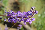 photo thumbnail #12