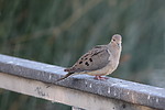2021-05-23 :: Gilbert Riparian Preserve :: rrshort
