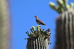 2021-05-23 :: Gilbert Riparian Preserve :: rrshort