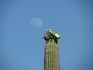 photo thumbnail #13