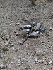 photo thumbnail #5