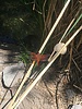 photo thumbnail #10