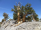 2021-06-14 :3: Charleston and Lee Peaks :: Jim