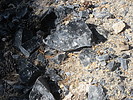 2021-06-15 :2: Glass Mountain - Inyo National Forest :: DixieFlyer