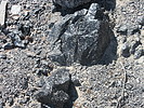 2021-06-15 :2: Glass Mountain - Inyo National Forest :: DixieFlyer