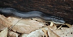 photo thumbnail #14