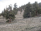 2021-06-16 :2: White Mountain Peak 14252 :: DixieFlyer