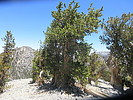 2021-06-12 :3: Charleston Peak Loop :: DixieFlyer