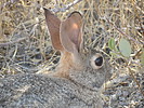 photo thumbnail #6